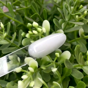 Polvo Acrílico Blanco 220grs